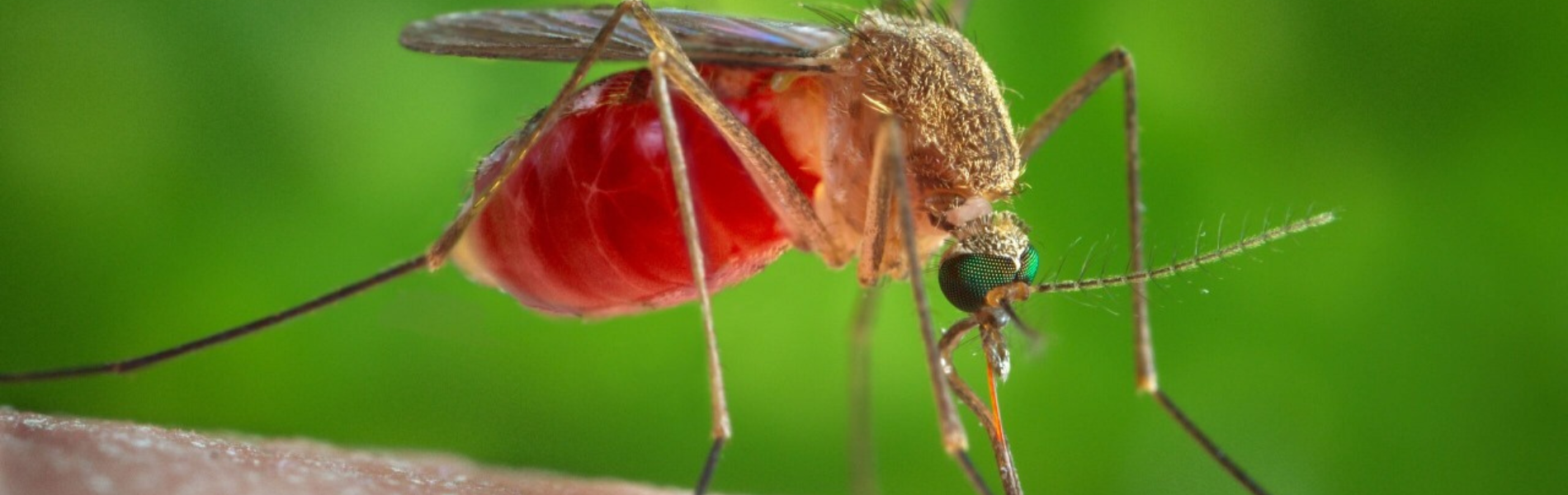 Macro foto do mosquito oropouche sobre pele humana