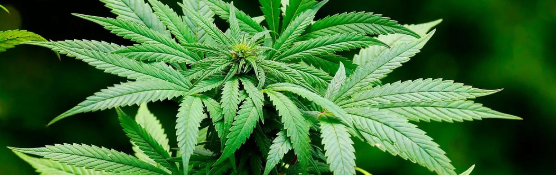 Foto da planta cannabis sativa