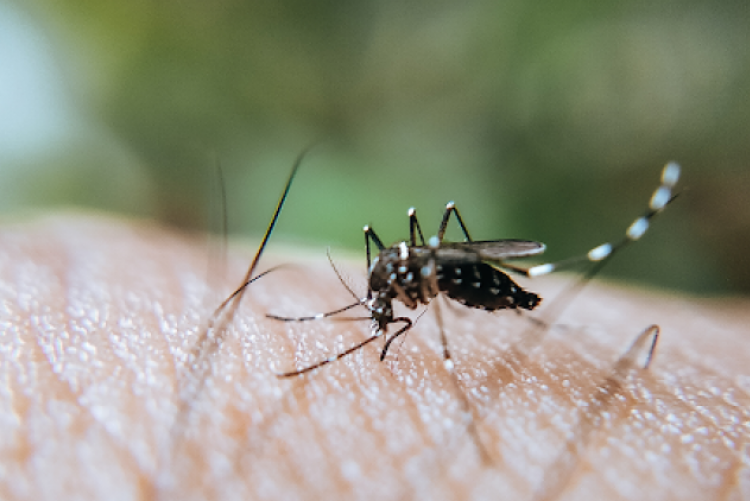 Imagem do mosquito Aedes aegypti sob a pele humana