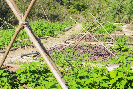 Reflorestamento do Morro do Gragoatá