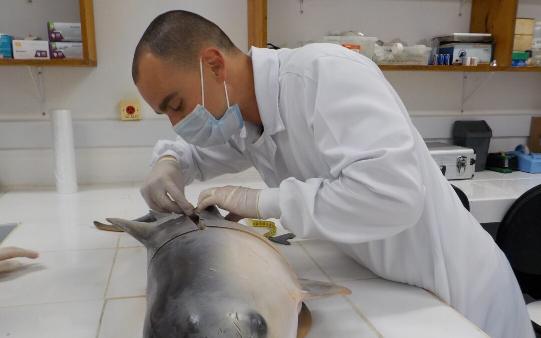 Projeto da UFF é o primeiro a detectar a presença da bactéria da leptospirose em golfinhos e lobos marinhos no Brasil