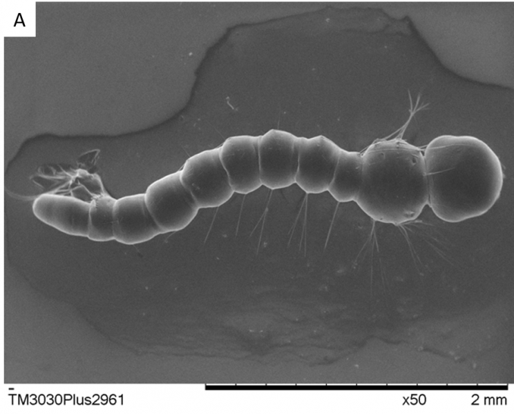 Larva de Aedes aegypti normal