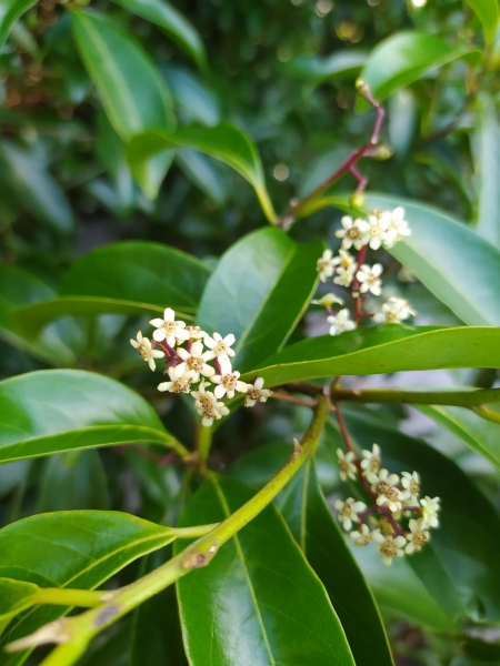 Flores e frutos de Canela-sassafrás (Ocotea indecora) observados no Parque Nacional da Restinga de Jurubatiba - espécie vegetal que incentivou a criação do projeto