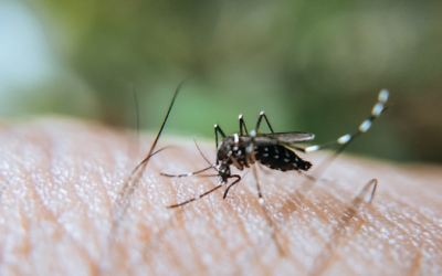 Servidor(a), proteja-se contra a dengue!