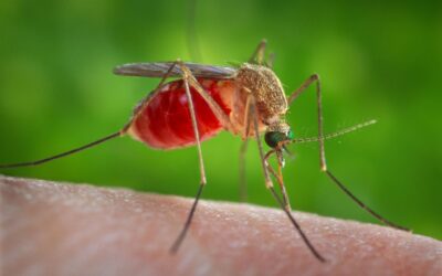 Atualidades UFF: Caso de microcefalia por febre oropouche indica riscos de um novo surto da doença no Brasil