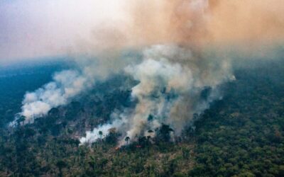 Biomas brasileiros correm risco de extinção por conta de queimadas