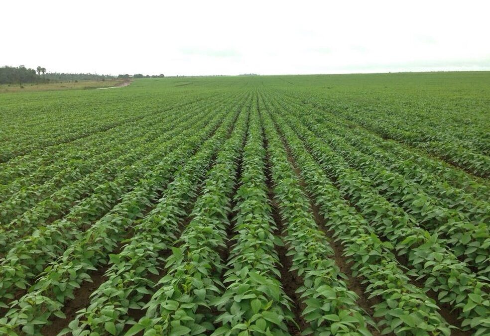 Projeto da UFF transforma resíduos agrícolas em biocidas naturais