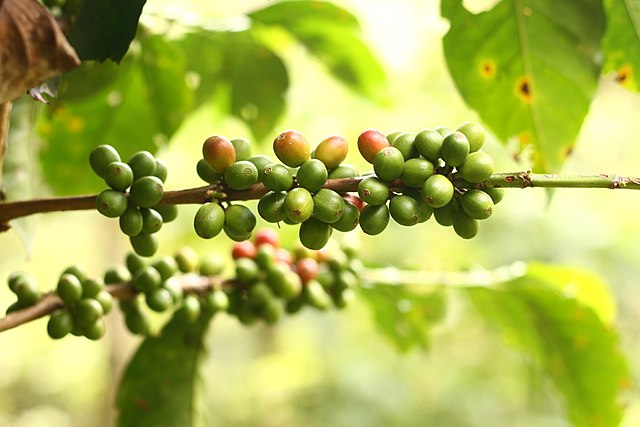 Cafeicultura brasileira: o potencial dos resíduos como ingrediente alimentar