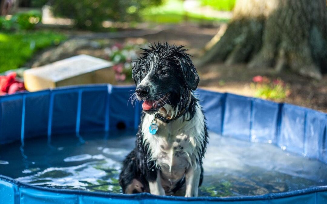 UFF Responde: Cuidados com pets no calor